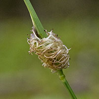 gall Mayetiola graminis